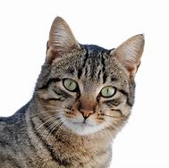 a cat may look at a king